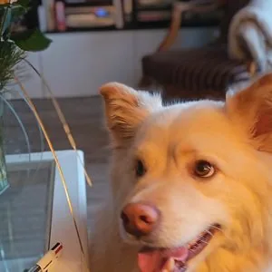 Tips, Finnois de Laponie — animal médiateur de Jennifer De Groeve