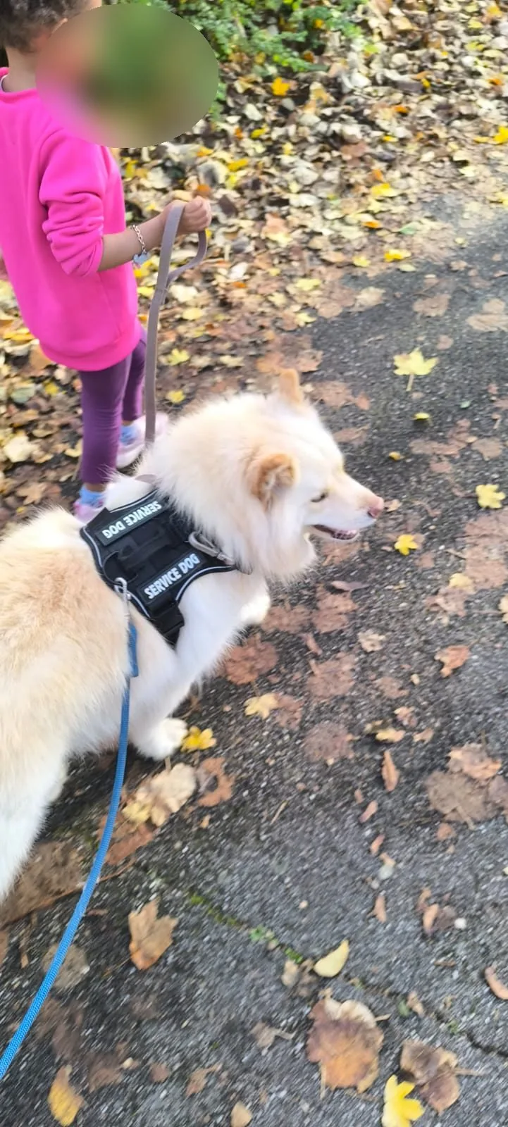 Enfant accompagnant le chien médiateur lors d'une promenade thérapeutique