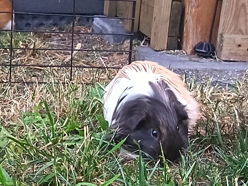 Un cochon d'Inde brun et blanc qui explore le jardin