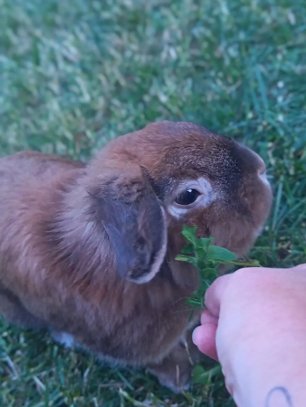 Tap-Tap, lapin bélier, qui grignote un brin d'herbe